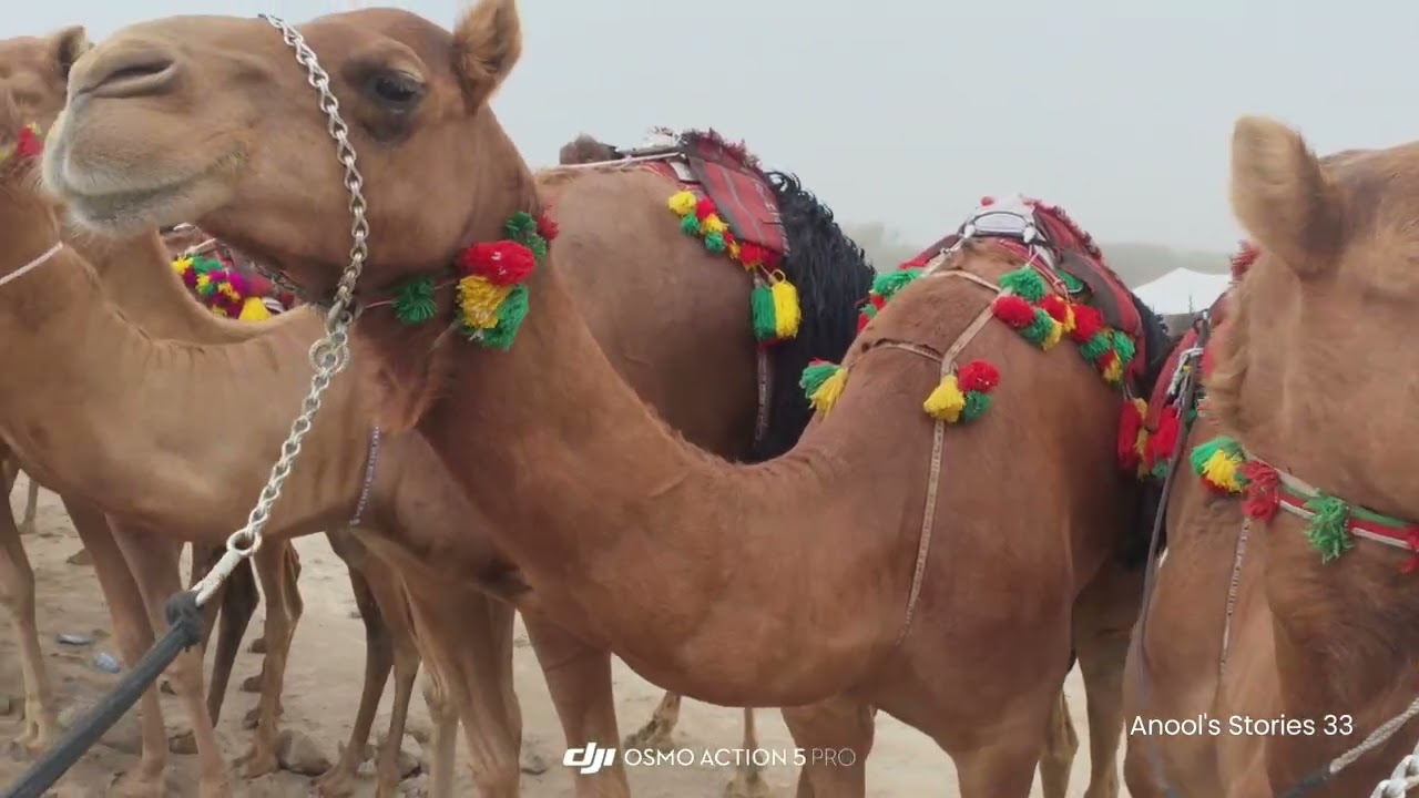 Experiencing the Thrill of Camel Racing @Barka.