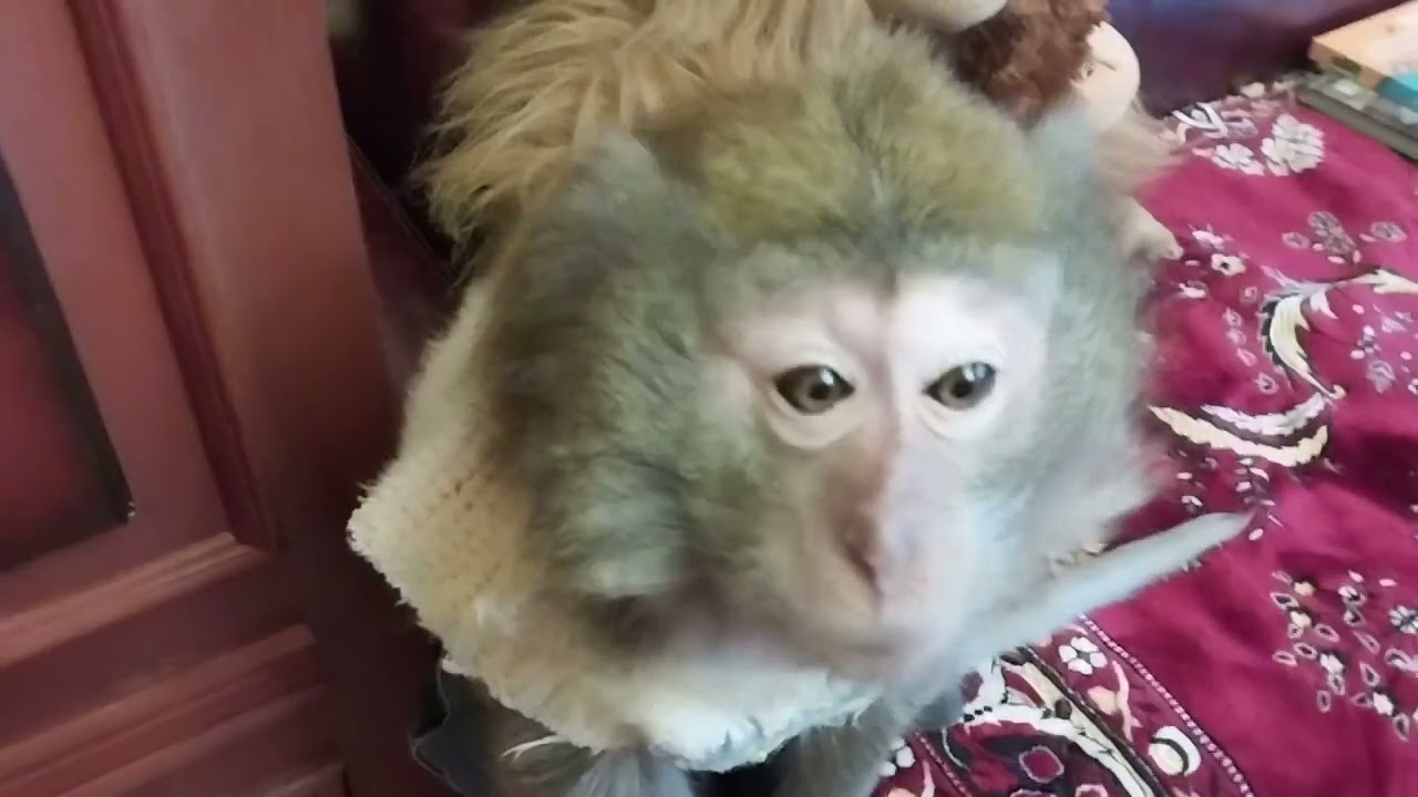 обезьяна и книга. Маша🙈(из неизданного🤭)