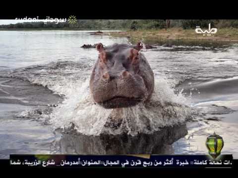 صور مقلوبة المفاجأة