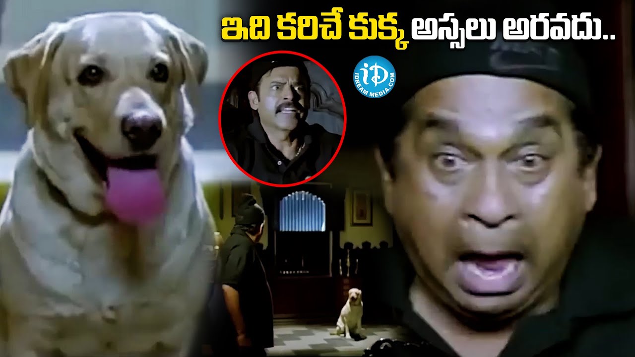 ఇది కరిచే కుక్క అస్సలు అరవదు..