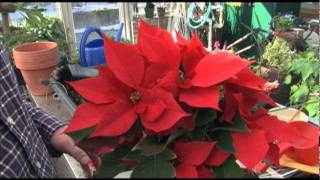 How to Get Poinsettias to Bloom