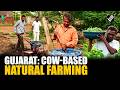 Zero Cost, Double Profit: Dahod Farmer’s Natural Farming Success