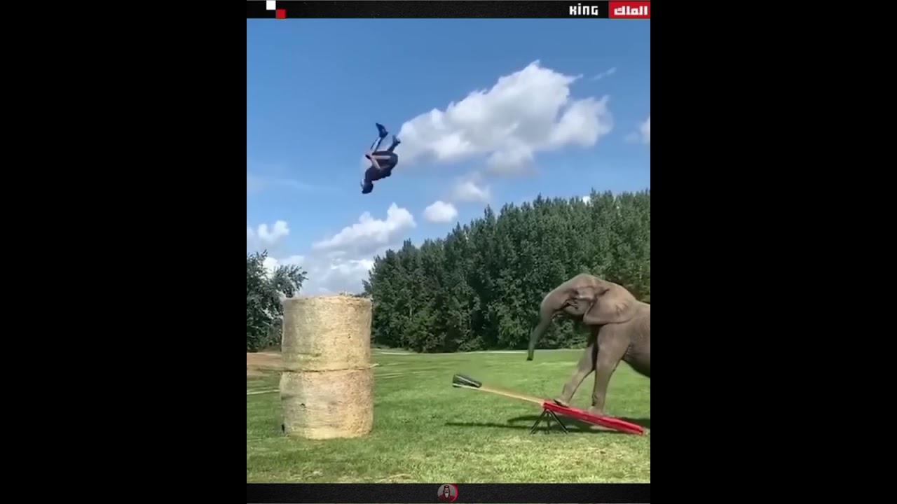 animal mischief video collection