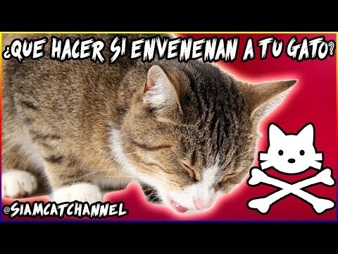Video: Envenenamiento En Gatos