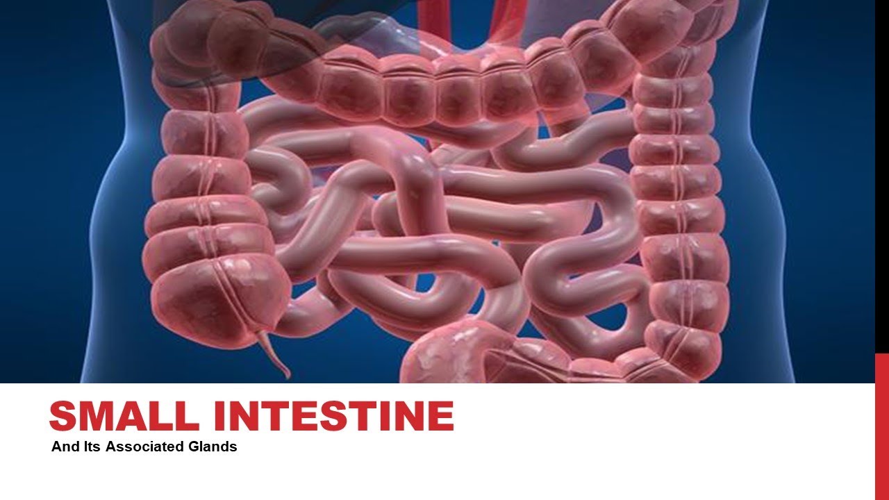11 Biology Chapter 12 Lecture 13 Digestion in Humans Digestion