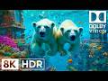 Peaceful Blue Ocean Creatures in 8K HDR | Dolby Vision™