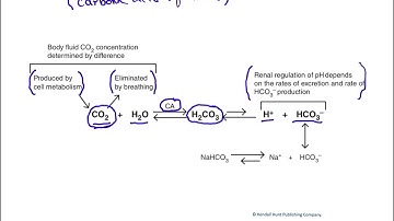 The bicarbonate buffer system