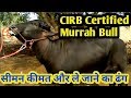 Murrah bull -Buffalo Milk Record- 28 Liter- Semen available@price 300 Rd Per Dose.