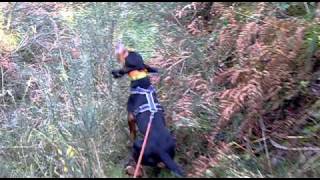 MORO de reinal, en rastro de Jabalí. (Con torniquete en la cola)