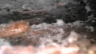 Tiger Termite and Pest Control -  Termite treatment using Termidor Dry by Tiger Termite Control Inc 777 views 10 years ago 40 seconds