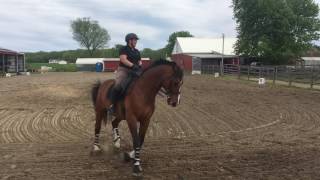 Stephanie Burgess and Obelix FEI I-1 5/2017