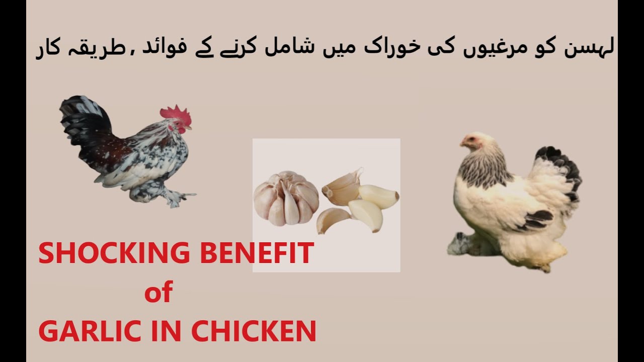 Uses Of Garlic In Poultry Chicken Dose and Benefit Of Garlic in Feed YouTube