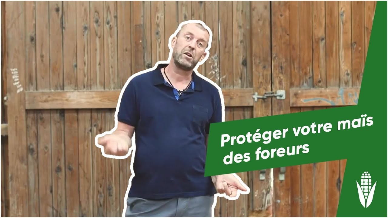 Pyrale du maïs : comment Damien protège ses cultures ? | Mezalid™