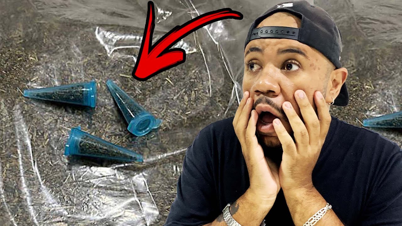 Precisamos falar (DE NOVO) sobre MAC0NHA SINTÉTICA! (K2, K4, K9, Spice...)