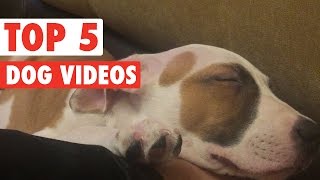 Top 5 Funny Dogs Compilation || Feb 26 2016