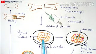 Tissue engineering | Technique | Procedure | Bio science