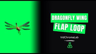 Dragonfly Wing Flap Loop | Green Screen (4K)