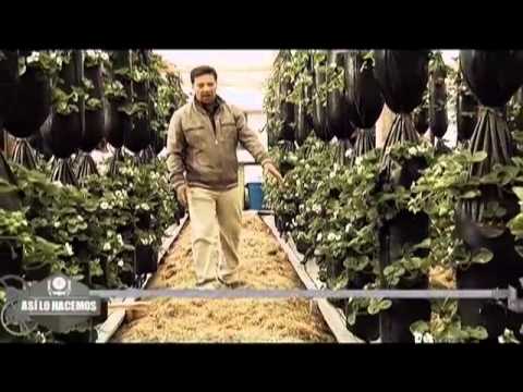 Video: Cómo Cultivar Fresas Ali Baba