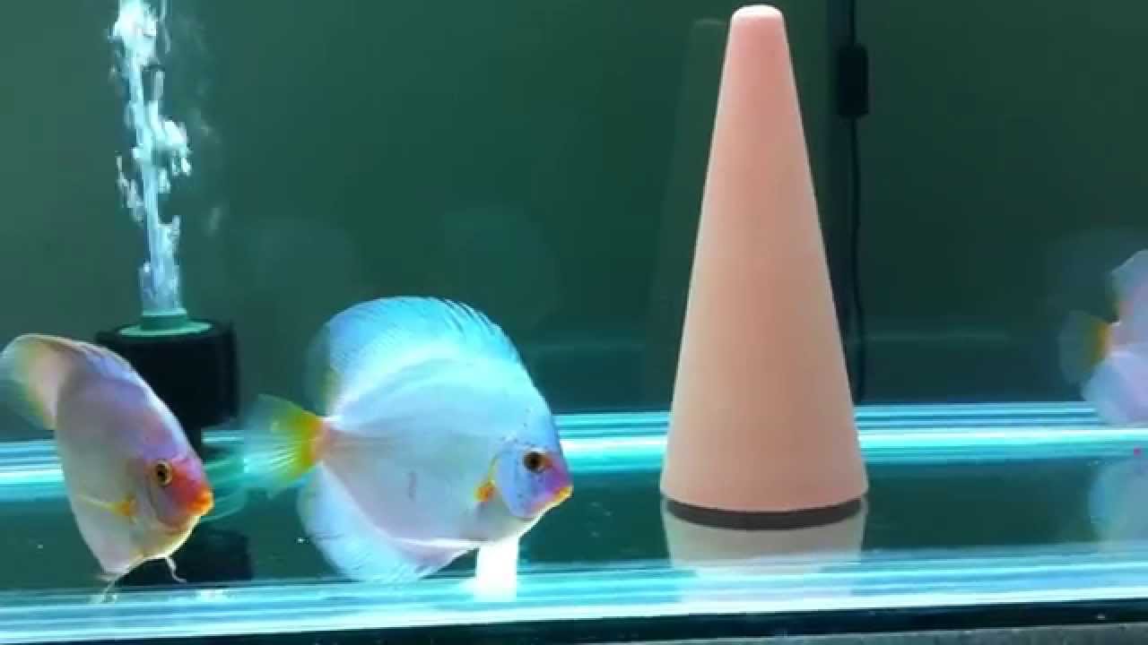 Discus fish in amazing clean water YouTube