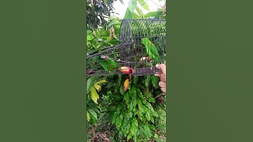 mikat burung serindit #mikatburung