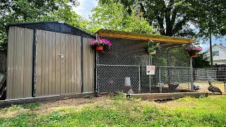 DIY CHEAP CHICKEN COOP UPDATE (AMAZON SHED)