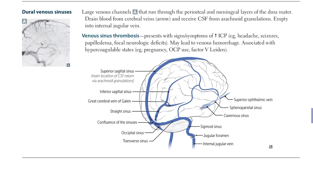 Dural Venous Sinuses, USMLE FIRST AID 2020 in Urdu / Hindi. - YouTube
