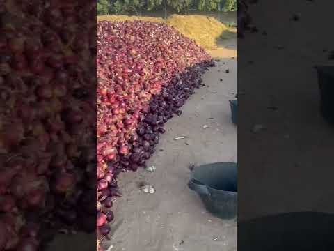 البصل واسعاره الخياليه