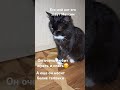 #cute #кот #2025