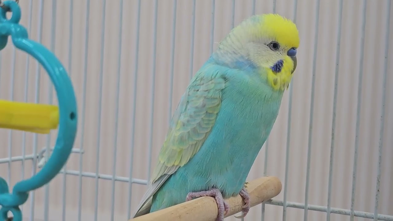 ◎セキセイインコの品種(高級セキセイとは) – 飼育情報 | エキゾチック