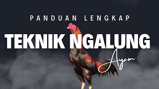 Panduan Lengkap Teknik Ngalung Ayam untuk Pemula