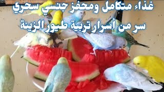 أهمية تقديم البطيخ الأحمر أو الدلاح للطيور في فصل الصيف2021