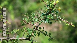 Босвелия экстракт Boswellia serrata цена, купить Босвелию Плюс НСП Boswellia Plus Босвелия экстракт Boswellia serrata цена, купить Босвелию Плюс НСП Boswellia Plus