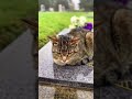 Кошка ложится на могилу хозяина и не уходит, даже под дождём...😢💔