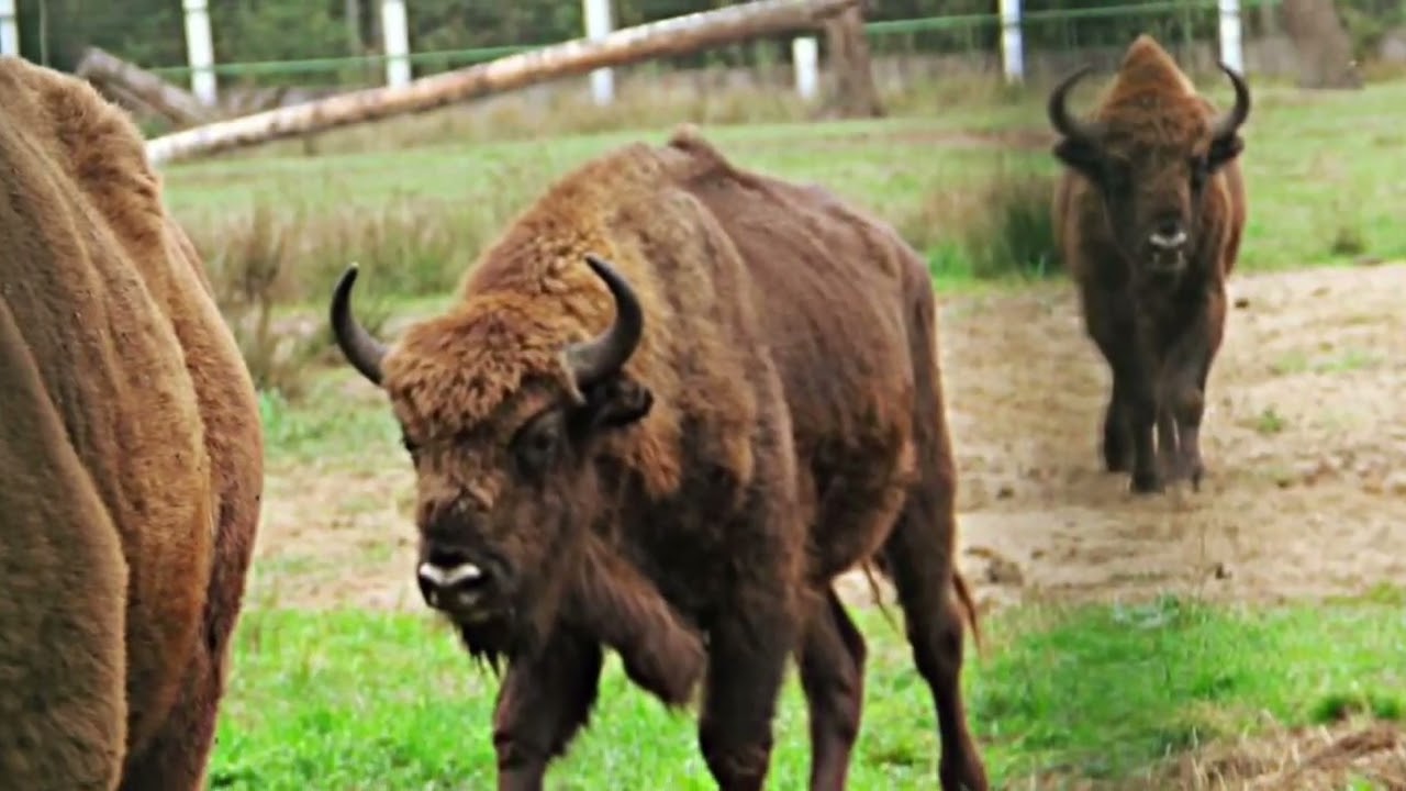 1.1 Welcome to Belarus. Belovezhskaya Pushcha. EXCURSION