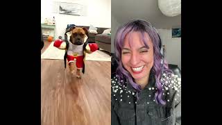 Pet Costumes! Who’s best in Show? Part1 #reactionshorts #costumeideas #petcostumes #petcostume