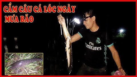fishing/cắm câu cá lóc bằng mồi dế những ngày mưa bão