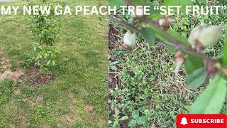 GEORGIA PEACH TREE HAS “SET FRUIT” A SHORT UPDATE VIDEO.  COMPOST USED & PROGRESS SINCE MARCH 4TH!