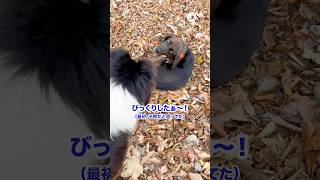 登山してたら猟犬を見つけて…｜PECO