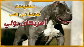 معلومات هامة عن كلاب البولي الأمريكي || American Bully