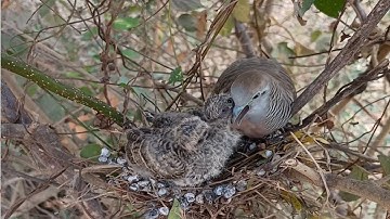 Zebra Dove and Chicks: A Portrait of Protection [ Review Bird Nest ]