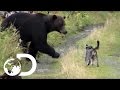 Dogs vs Grizzly Bears - Weird, True & Freaky