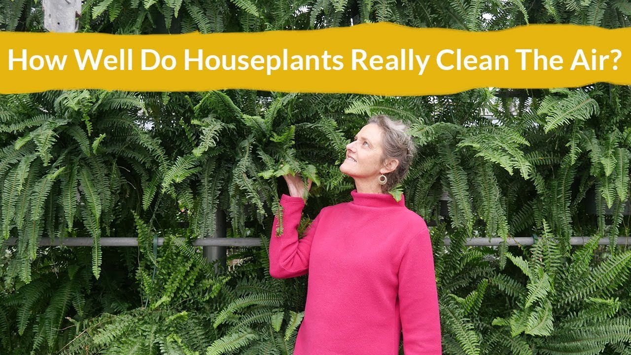 How Well Do Houseplants Really Clean & Purify The Air? / Joy Us Garden