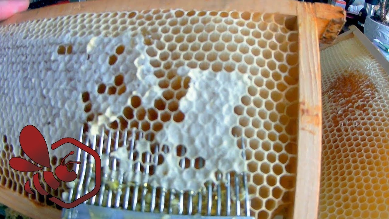 Pasieka Początkującego Pszczelarza - #96 Miodobranie bez miodu - lipiec 2018