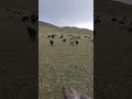 Following shepherds on horseback in the mountains of Kyrgyzstan. Filmed near Song-Kul at over 3,000m