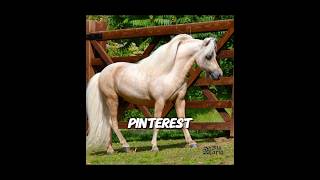 Google Vs. Pinterest-Falabella Pony Edition- Id .Eq101
