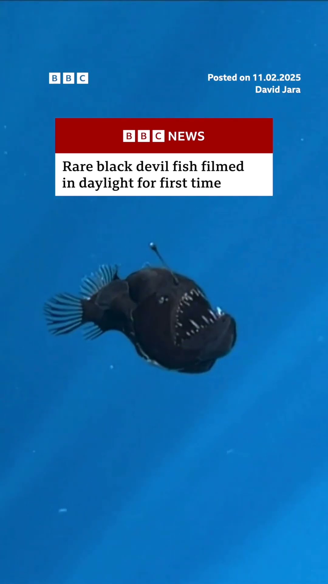 Rare black devil fish filmed in daylight for first time. #Ocean #Fish #BBCNews