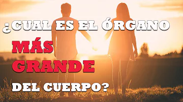 ¿Cuál es el órgano más grande de nuestro cuerpo?