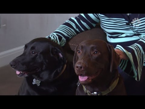 Video: Loyale hunde, der ses løbende efter Coroners bil, nægter at forlade deres døde ejer