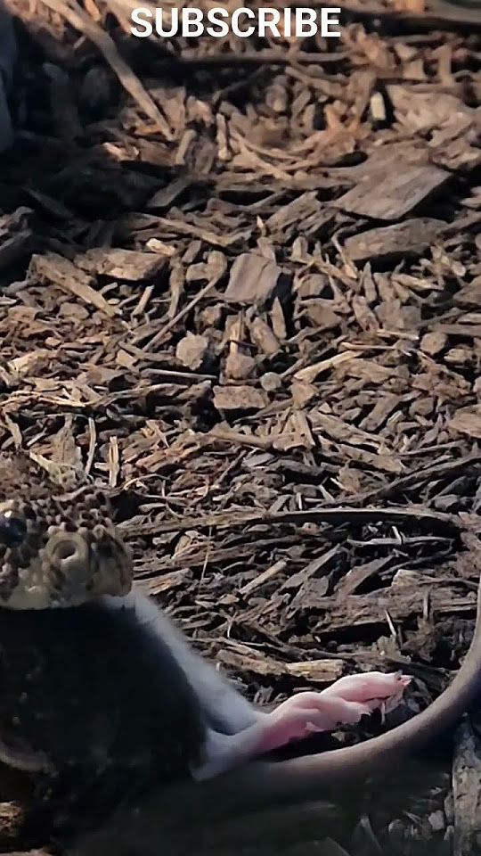 top-2-fastest-striking-snake-swallows-food-youtube