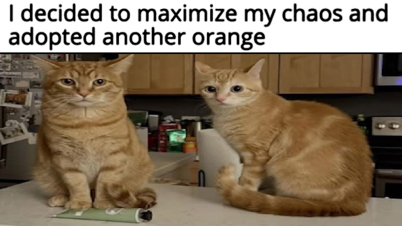 Cat Memes